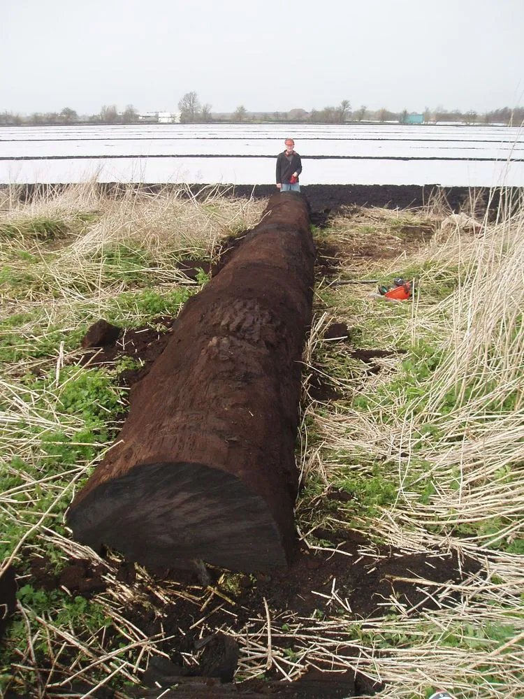 SCM, technological partner for the “Fenland Black Oak Project”